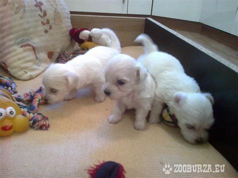 Šteniatka maltézskeho psíka v hniezde