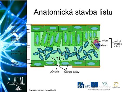Anatomická stavba vlčiaka