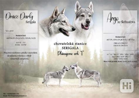 Ilustrácia reprodukčného cyklu fenky