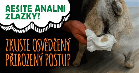 Ilustrácia lipómu u psa