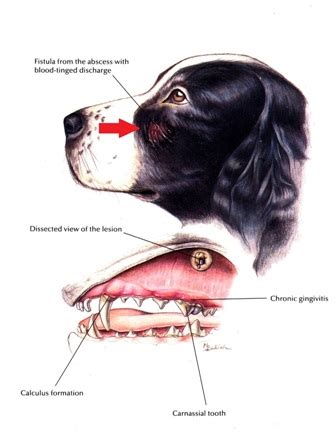 Ilustrácia abscesu u psa