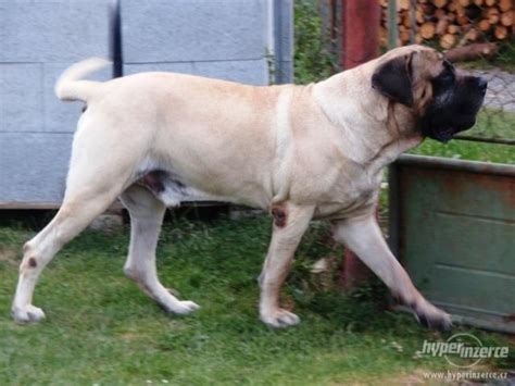 Anglický mastif, najťažší pes