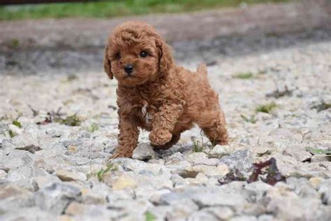 Šteniatka pudla v košíku