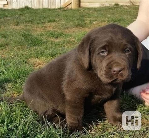 Štandardné sfarbenia labradorského retrívera