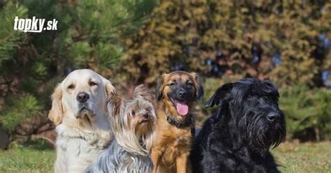 Anatómia labradorského retrívera