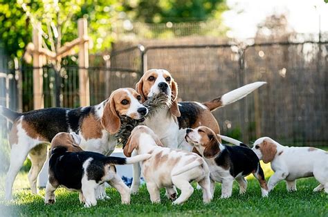 Bígl s dlhými ušami