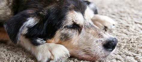 Príznaky umierajúceho psa