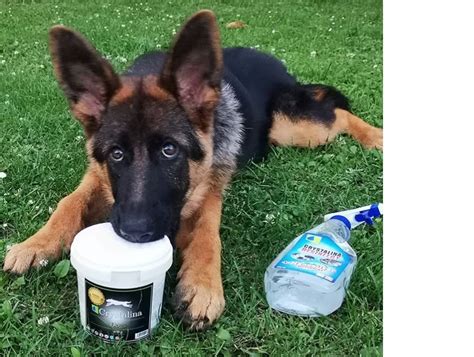 Šteniatko nemeckého ovčiaka typu Rex