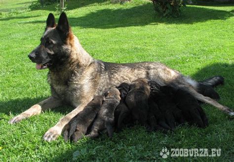 Vývoj šteniatka nemeckého ovčiaka podľa veku