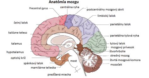 Ilustrácia psieho mozgu s vyznačenými cievami