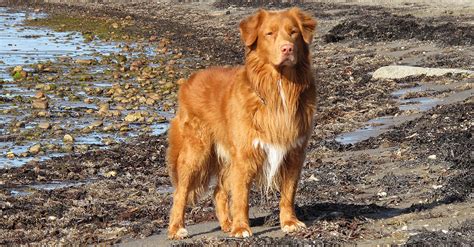 Kanadský retriever pri hre