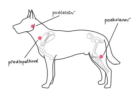 Veterinár vykonáva biopsiu lymfatickej uzliny u psa