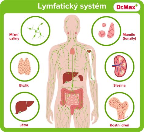 Schéma lymfatického systému psa