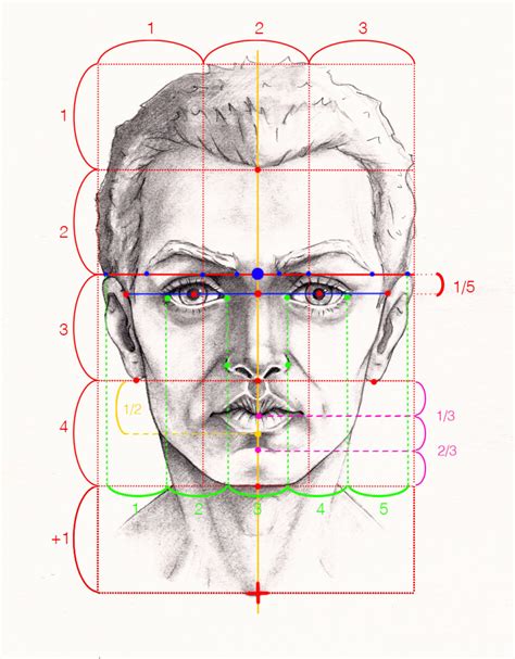 Anatomická kresba hlavy vlka