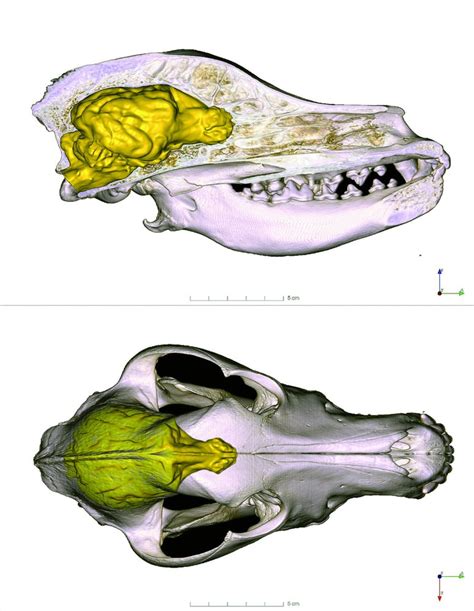 Porovnanie lebky vlka a psa