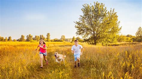 Pes ako terapeutický spoločník