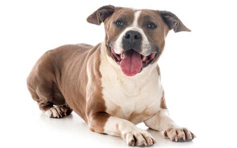 Starostlivosť o srsť amerického stafordšírskeho teriéra