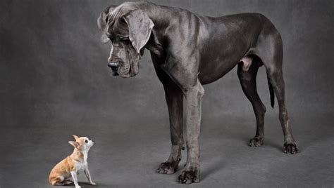 Porovnanie veľkosti veľkých psích plemien