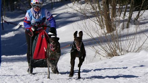 Ilustračná fotografia šteňaťa
