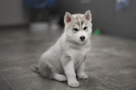 Šteniatko huskyho pri hre