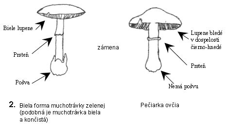Rozdiel medzi trimovaním a strihaním psej srsti
