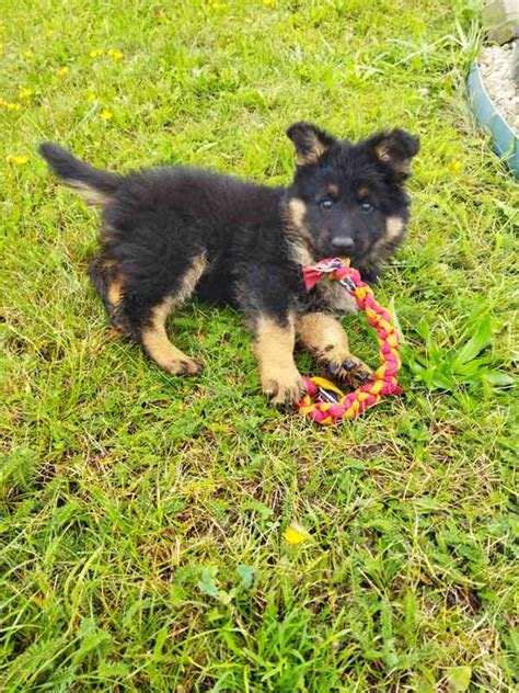 Chodský pes s deťmi