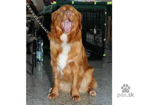 Retríver z Nového Škótska vo vode