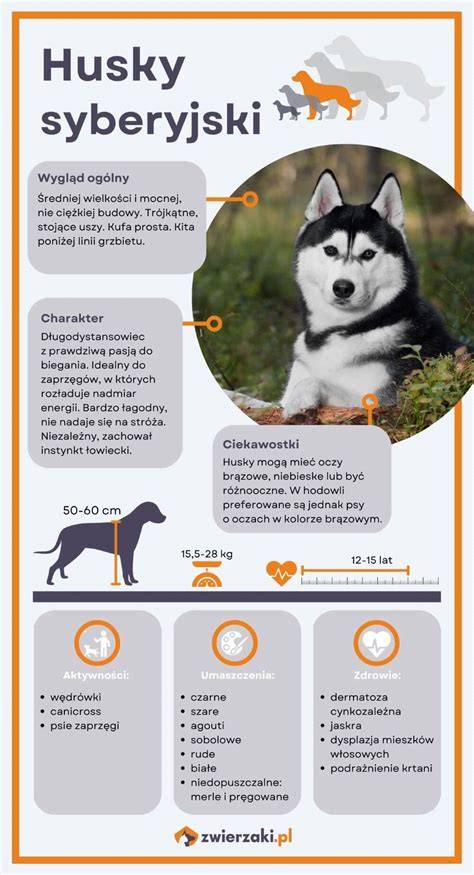 Infografika: Rozdiely medzi husky a malamut - veľkosť, srsť, povaha