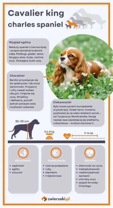 Infografika: Vzhľad a farebné varianty Cavalier King Charles španiela