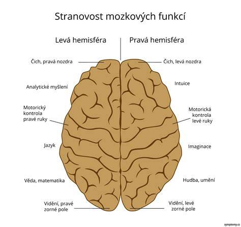 Schéma zapojenia hemisfér mozgu psa pri rozpoznávaní slov a intonácie