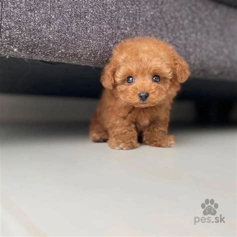 Robotické šteniatko v akcii