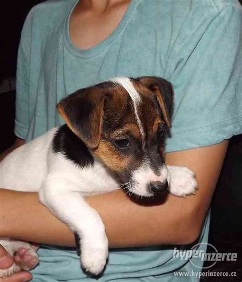 Ilustrácia rôznych typov srsti Jack Russell teriéra (hladká, drsná, lámaná)