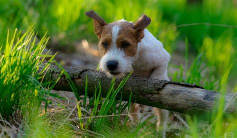 Infografika s aktivitami vhodnými pre Jack Russell teriéra