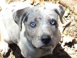 Pes s problémami s očami