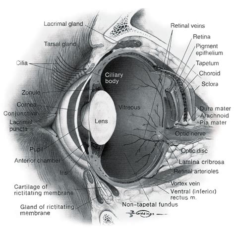 Schéma proptózy očného bulbu