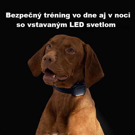 Infografika: Ako funguje elektronický obojok a odmeny vs. impulzy