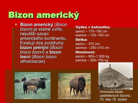 Infografika: charakteristika amerického buldoga (vzhľad, plemeno, výška, hmotnosť, znaky)