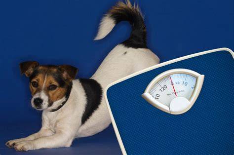 Schéma ideálnej výšky, hmotnosti a proporcií Jack Russell teriéra