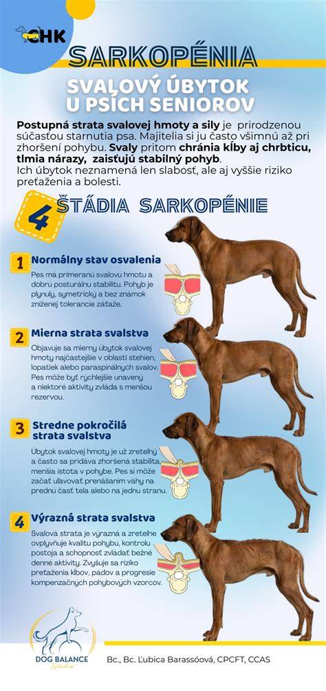 Infografika: Prehľad hlavných príznakov svalovej bolesti u psov
