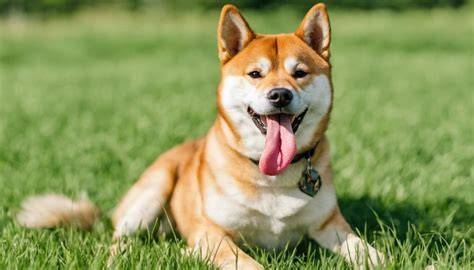 Shiba Inu profil: malé, kompaktné plemeno s výraznými ušami a zatočeným chvostom