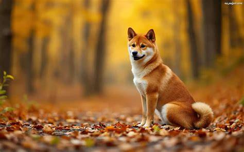 Grafika vysvetľujúca sezónne línanie Shiba Inu