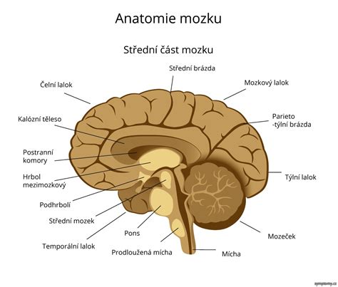 Schéma mozgu psa s vyznačenými oblasťami zodpovednými za epilepsiu