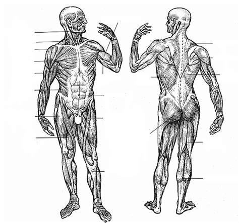 Schéma: Anatomické proporcie anglického setra