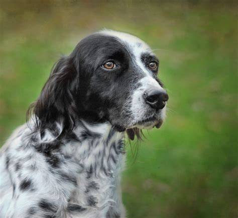 Vizuálny príklad sfarbení: blue belton, lemon belton, liver belton, tricolor