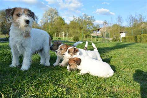 Rodičia a šteniatka Jack Russell teriérov - vývoj a vekové fázy