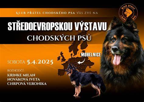 Infografika: Vzhľad a rozmery chodského psa