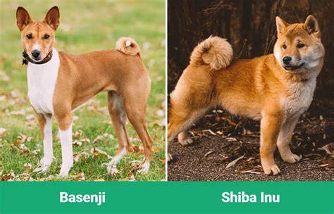 Porovnanie podobných plemien: Shiba Inu, Akita Inu, Basenji a ďalšie