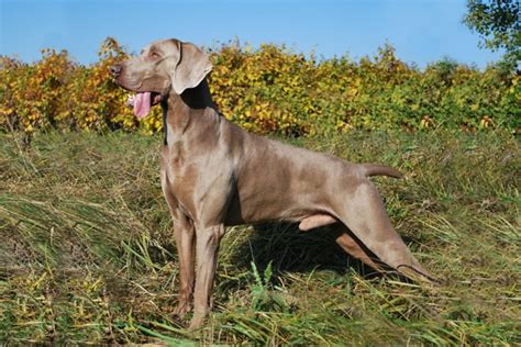 Porovnanie vizsla vs. weimarsky stavač: vizuálny profil