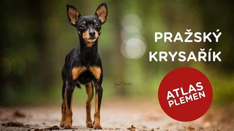 Infografika: Porovnanie typov jazvečíkov a pražského krysaříka