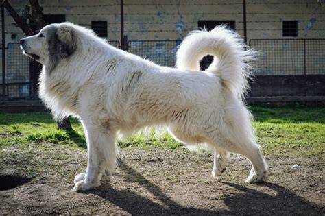 Pyrenejský horský pes pri ostrahe na dvor